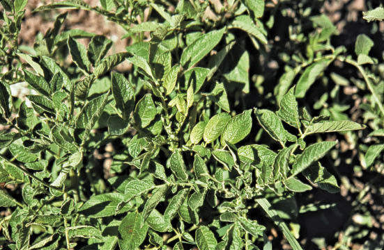 Be Aware Glyphosate drift in potatoes | Potato Grower Magazine